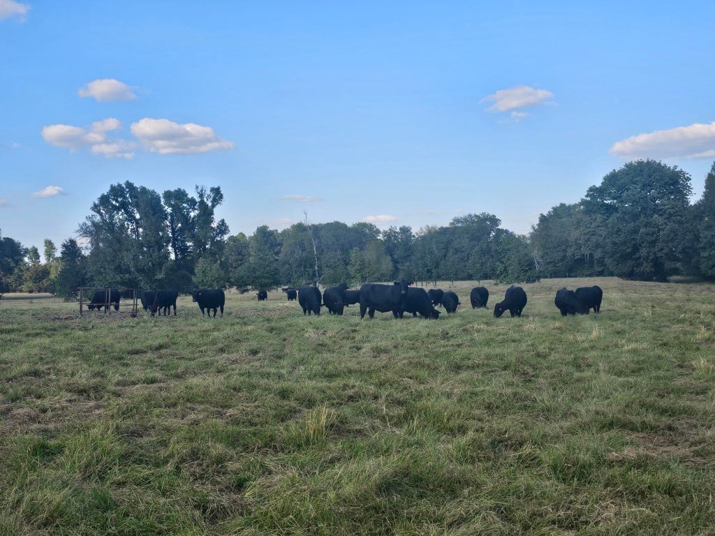 Photo of black cows and calves in the pasture