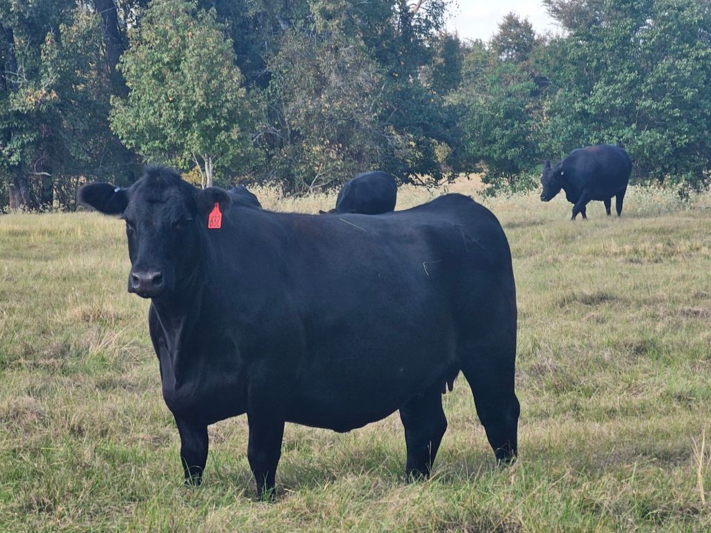 Black Angus Cow