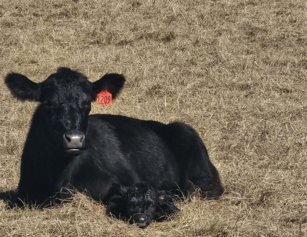 Photo of mother cow and calf