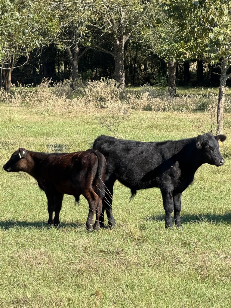 LJ521 and LJ522&nbsp;(10.10.26)