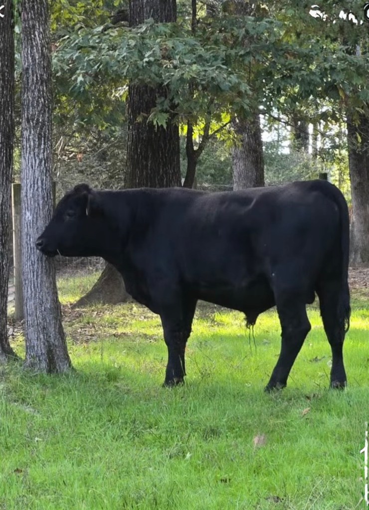 LJ504 Bull. Sold&nbsp;11.18.26